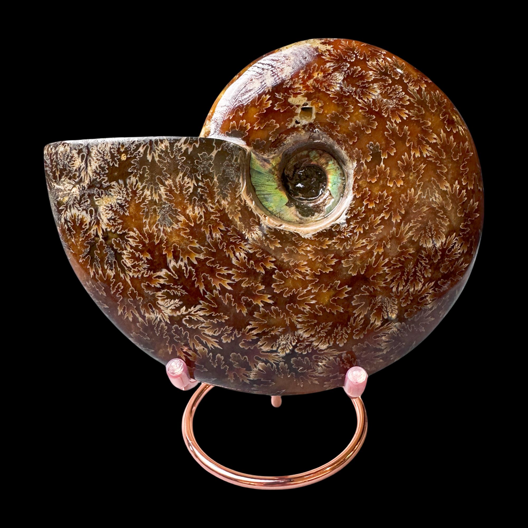 【 叶菊石（摆件）】尺寸154.4mm 玉化 马达加斯加 BZ 古贝壳N-1 T10