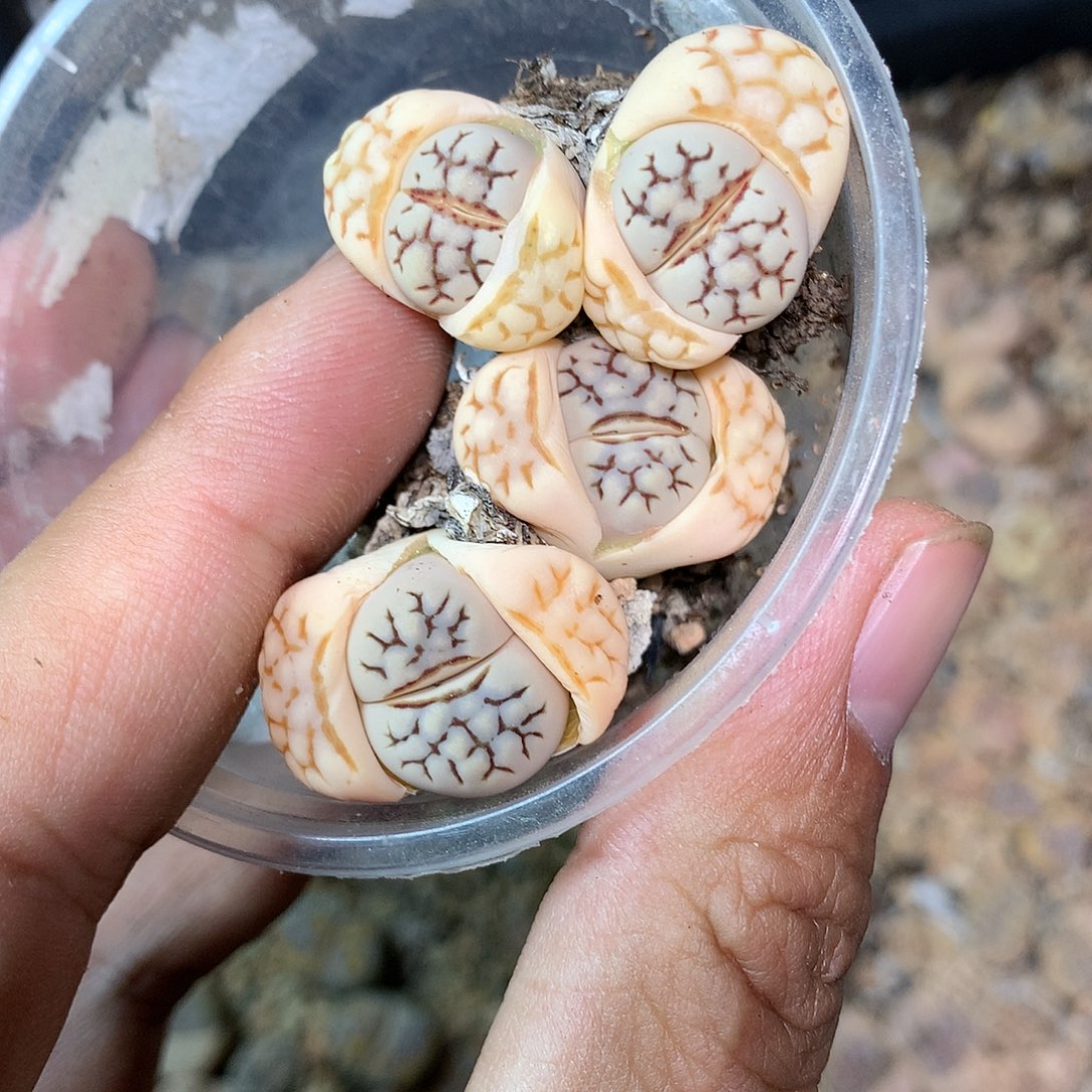 D795多肉植物保护