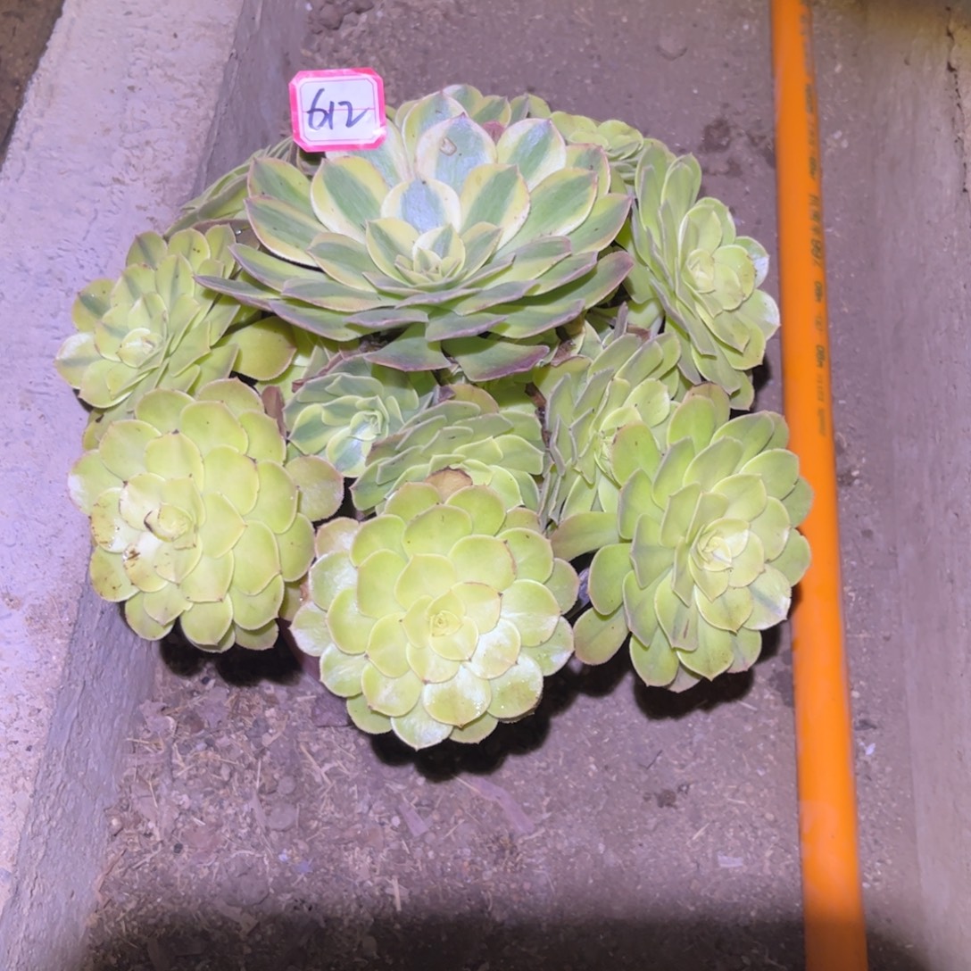 612多肉植物雨荷法师