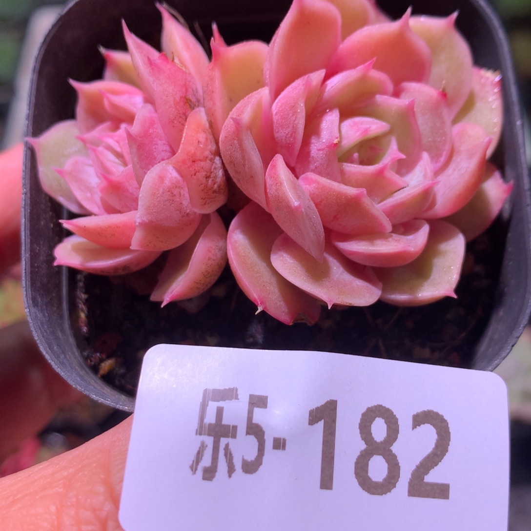 乐然 5-182 昂斯诺 