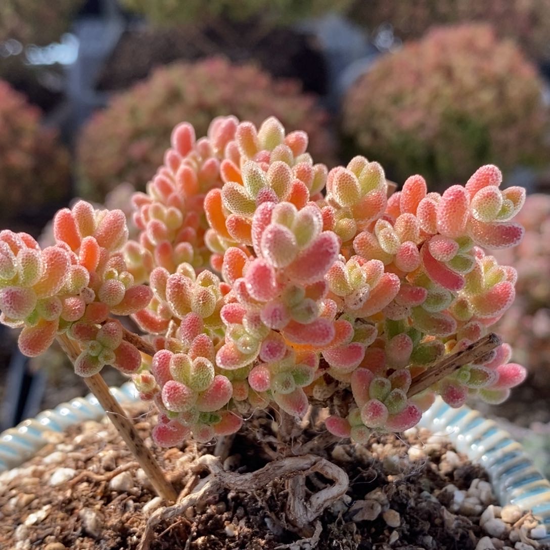 带盆实生冰晶5503枝干番杏