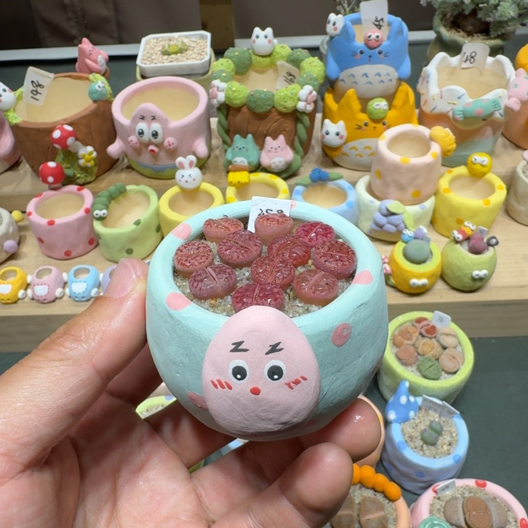 红陶蘑菇510紫柘榴