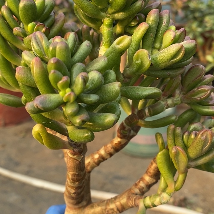 雯***桐枝条5元招财猫。   