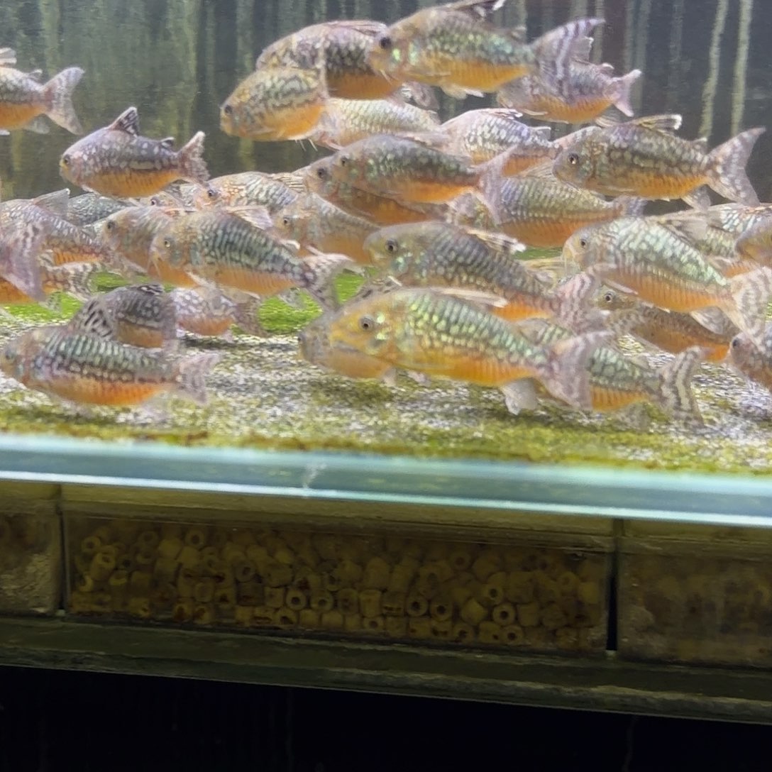 鼠鱼7-8cm精品爆花葛衣一只 不包邮