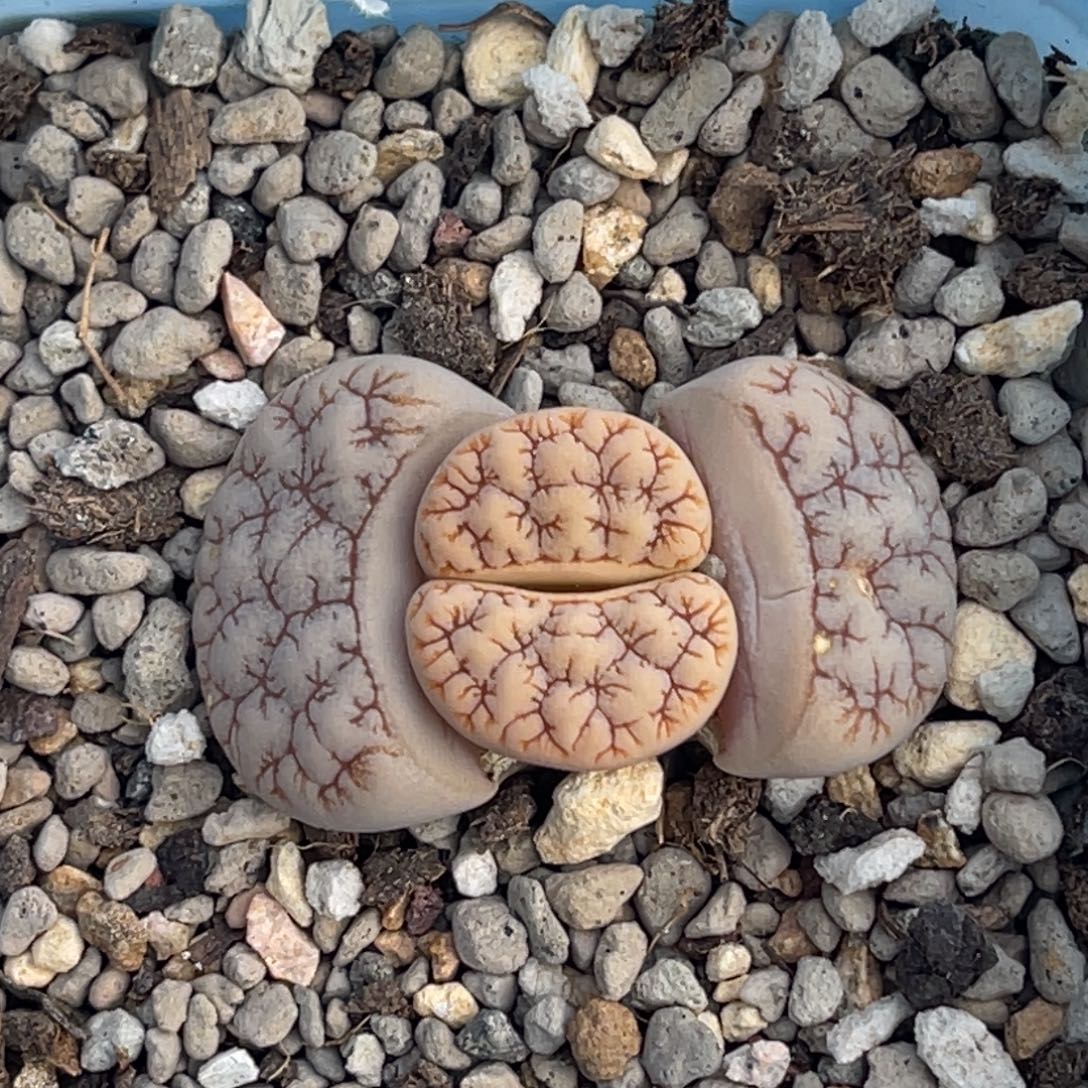 7306睫毛189一颗。