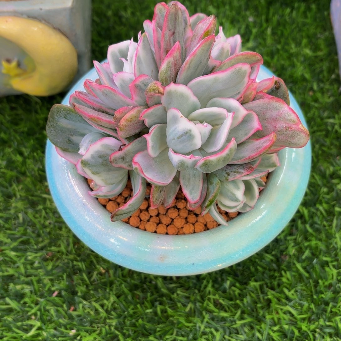 伯克利锦，多肉植物