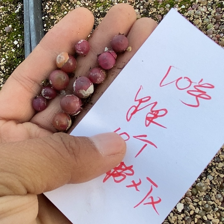 10号10颗小粉鞋x甜心