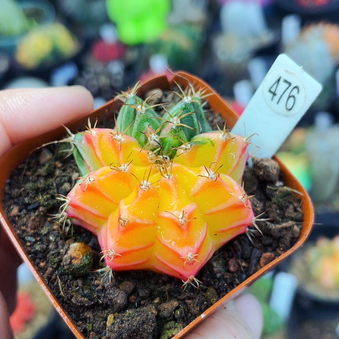 非偏远地区满25包邮仙人球