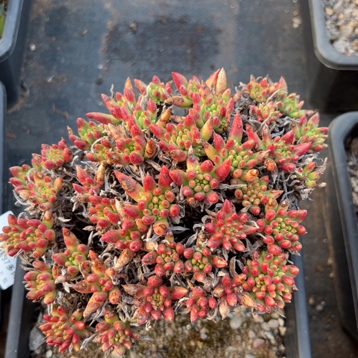 368绿菊哈哈哈哈哈哈哈