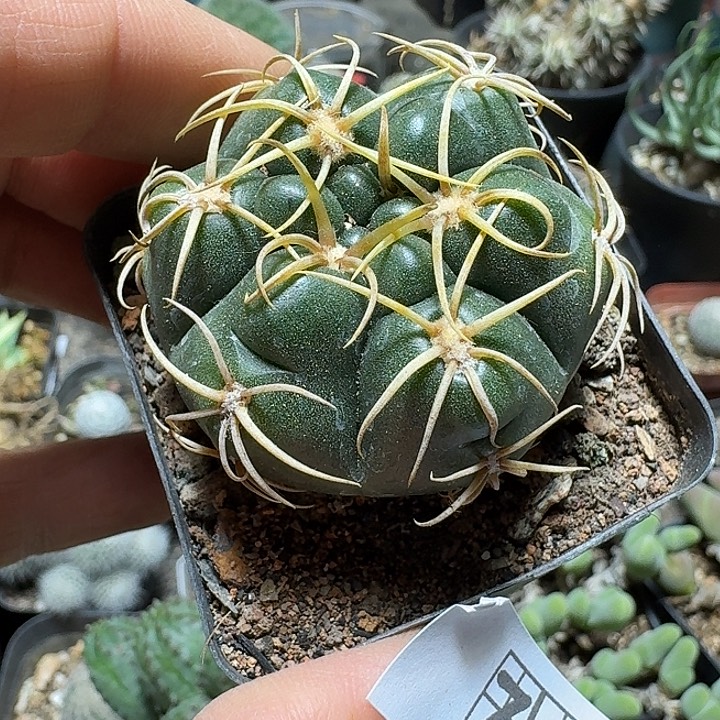 728高木海王脱土发货