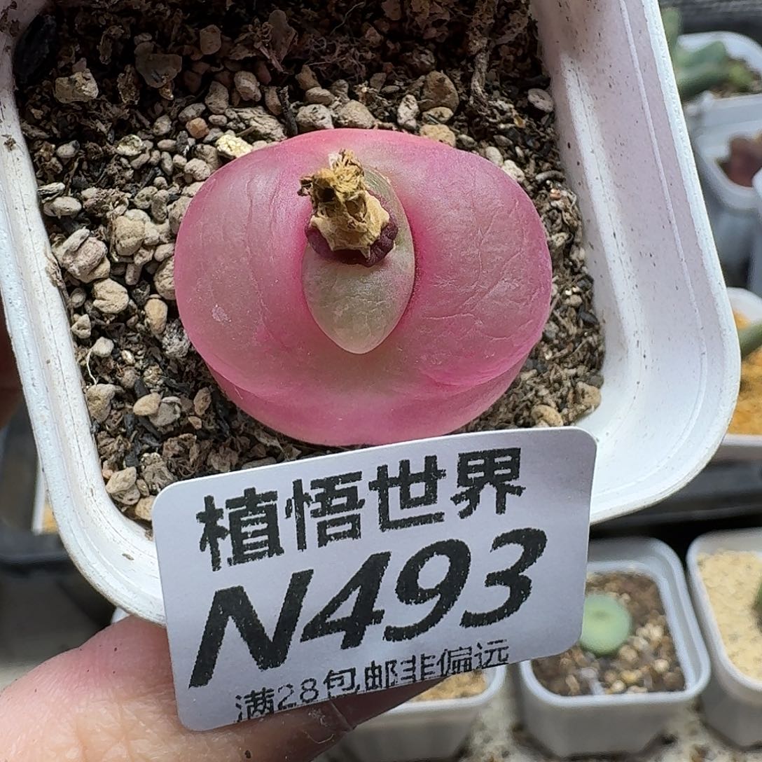 多肉植物的人生fgjjk