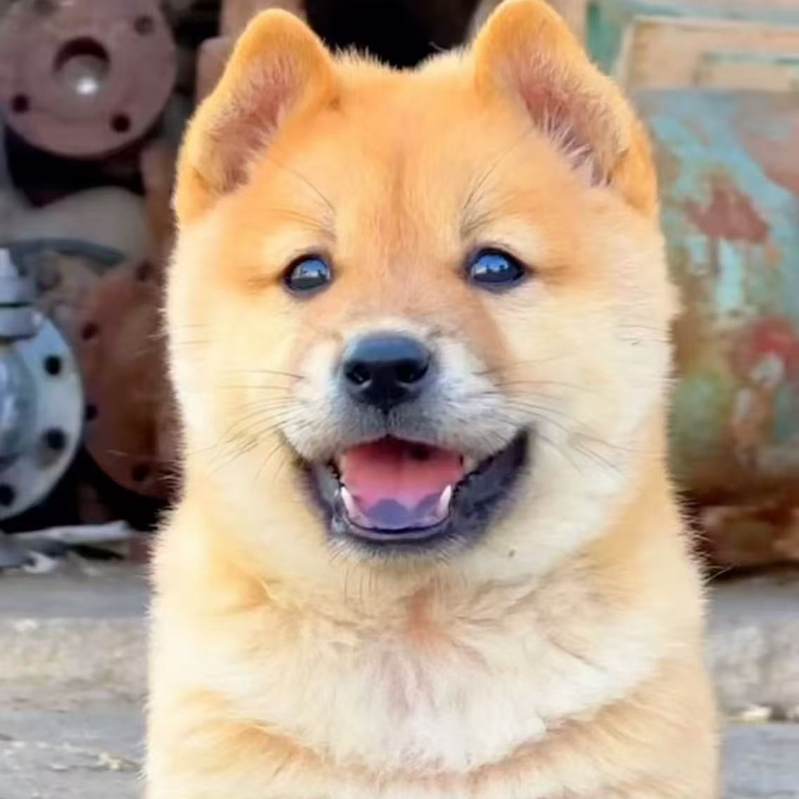 中华田园犬幼犬纯种土狗适合家养，看家护院好帮手