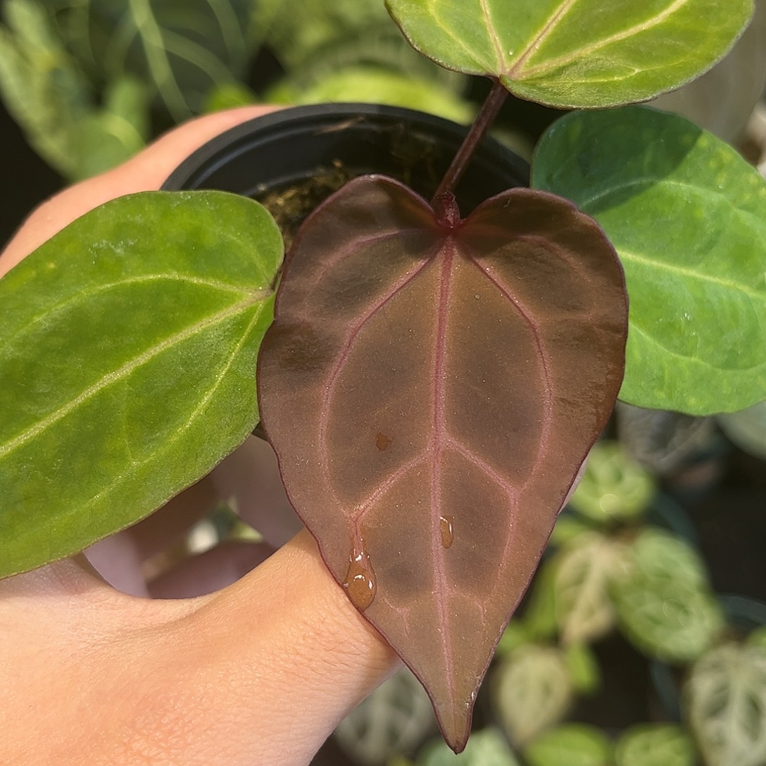 不开花植物紫水晶杂霍夫曼