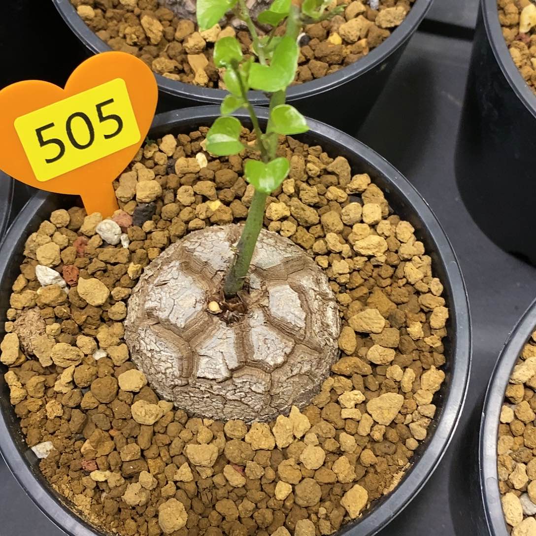 用****3南非龟甲龙龟甲龙