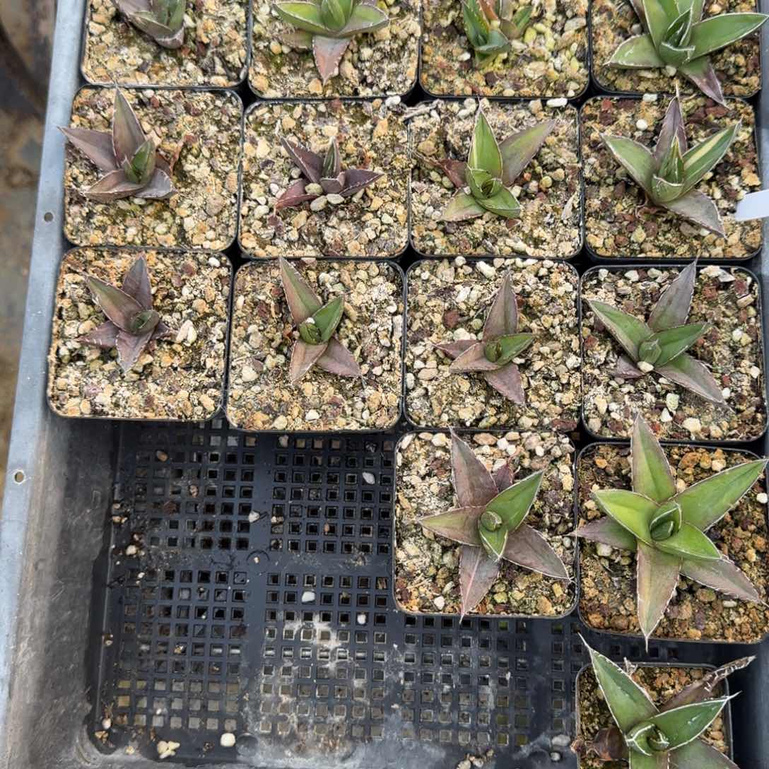 龙舌兰组合多肉植物