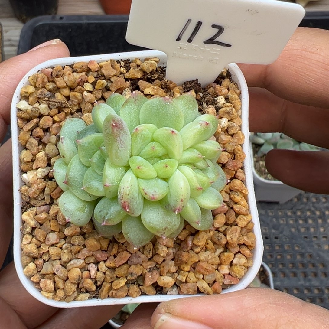 .***~112号缀化专拍晗雨多肉