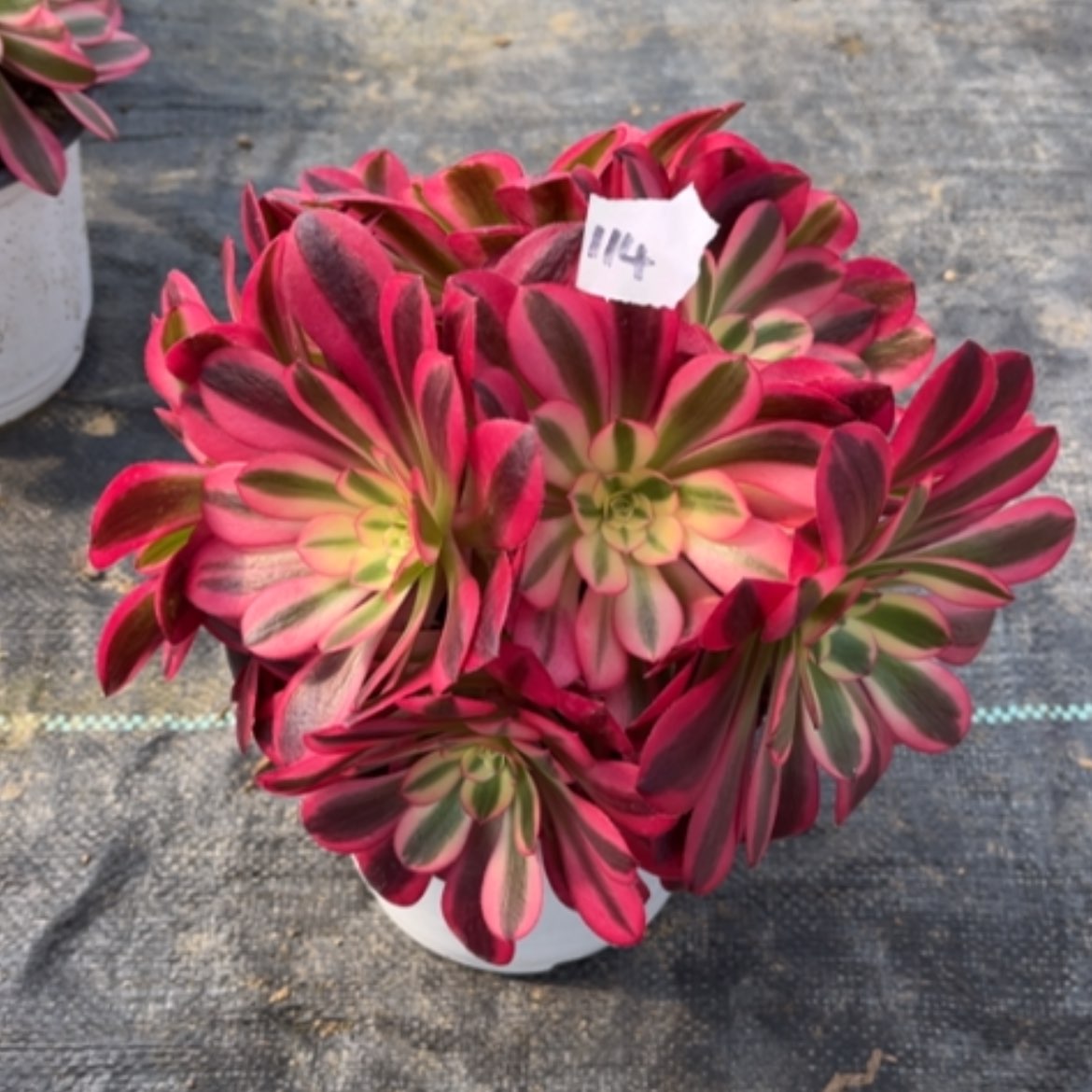 【闪购商品】114美杜莎多肉法师