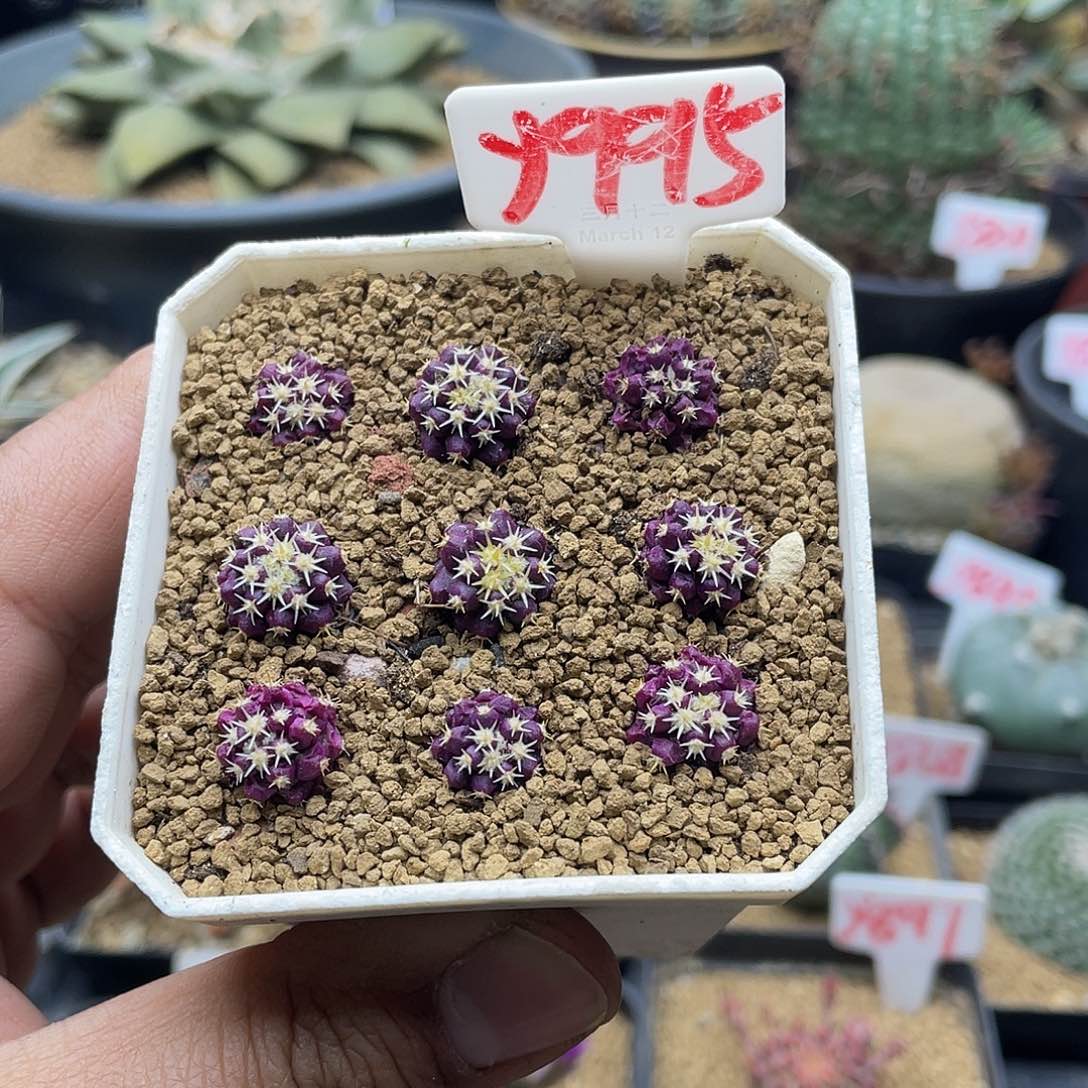 实生9颗紫皮短豪刺金虎仙人球