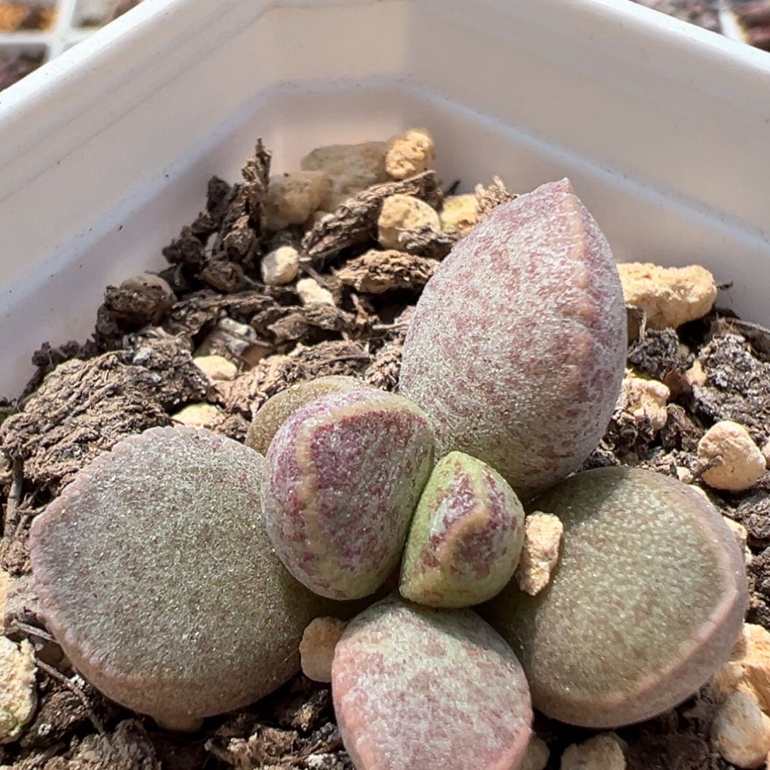 实生新品多肉植物水泡