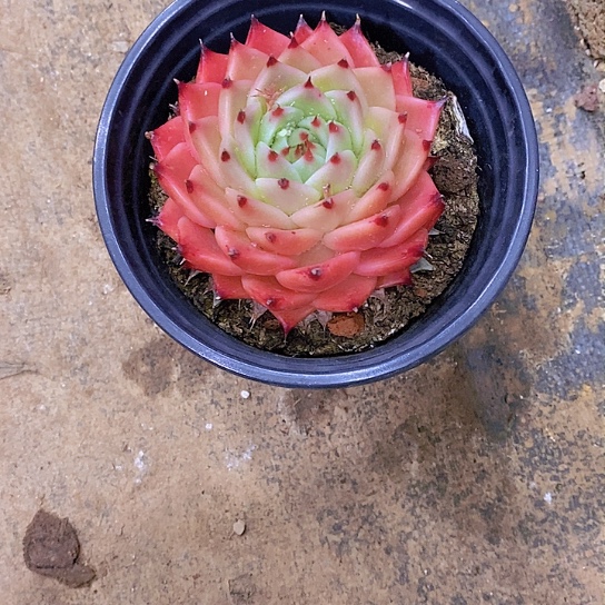 三**丽罗拉多肉植物老桩