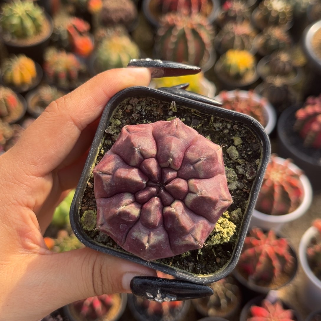 梦想 侧牙 带盆土发货