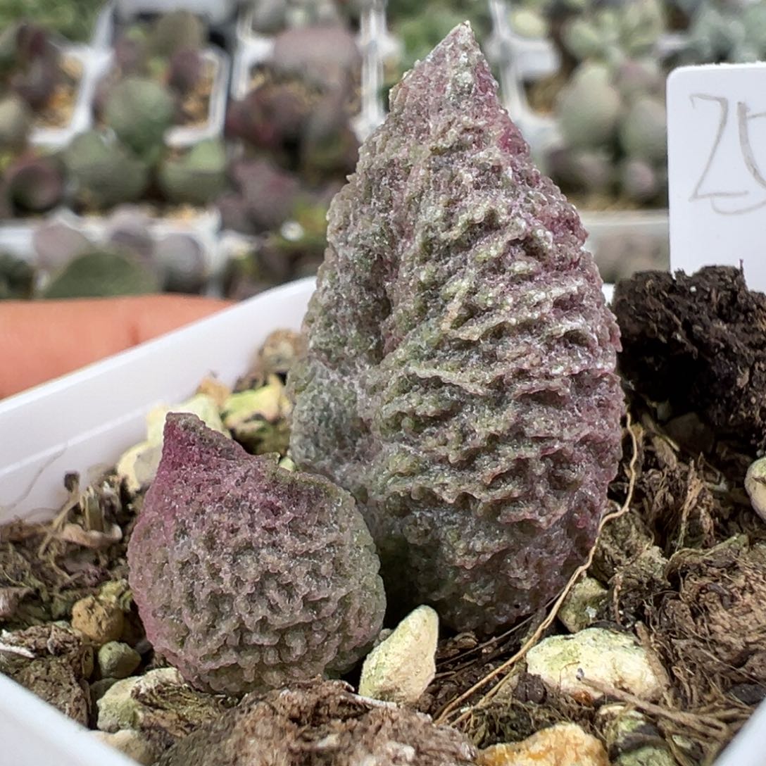 w胖叶型冰晶纹实生新品