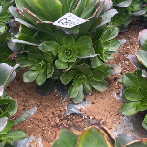 859枚金玫瑰不包断枝