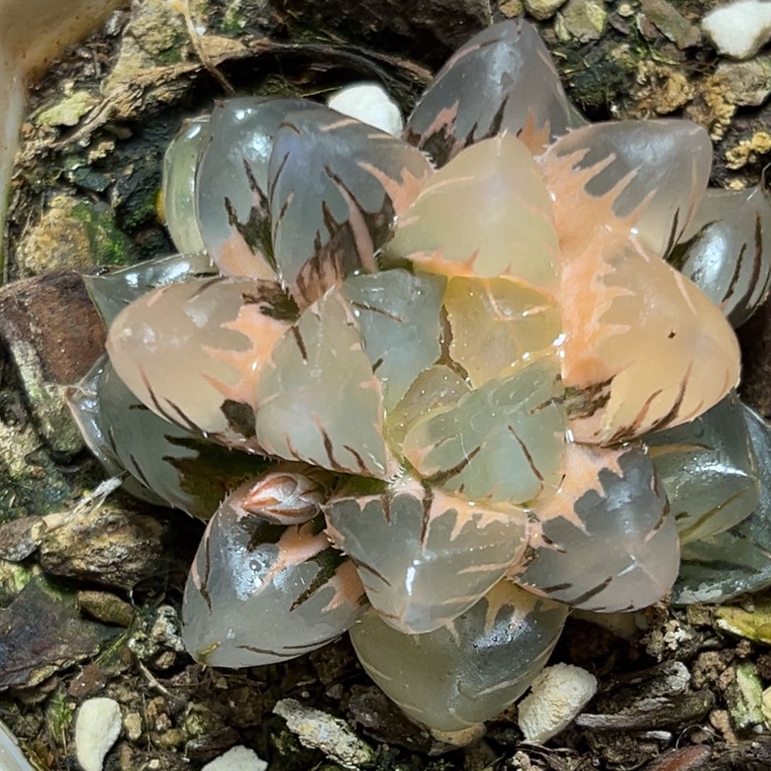 恭喜发财大吉大利682