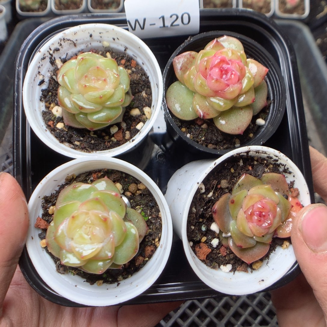 无花朵W120。yyyyyyyyy