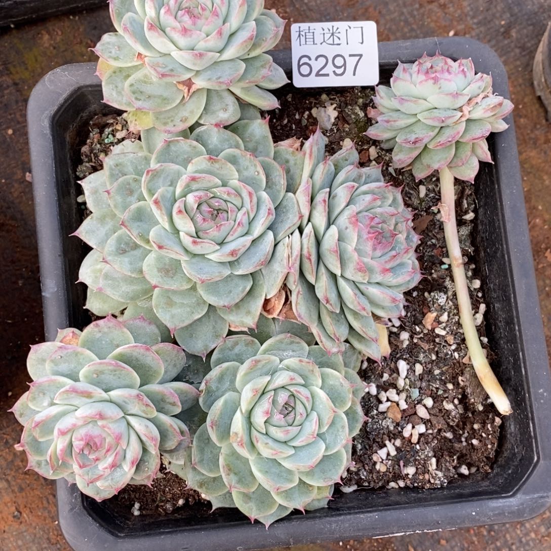 茉***沫不包整散掉头6297~15厘米