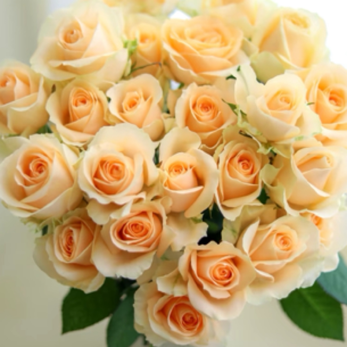 《同城配送到家》10支香槟玫瑰