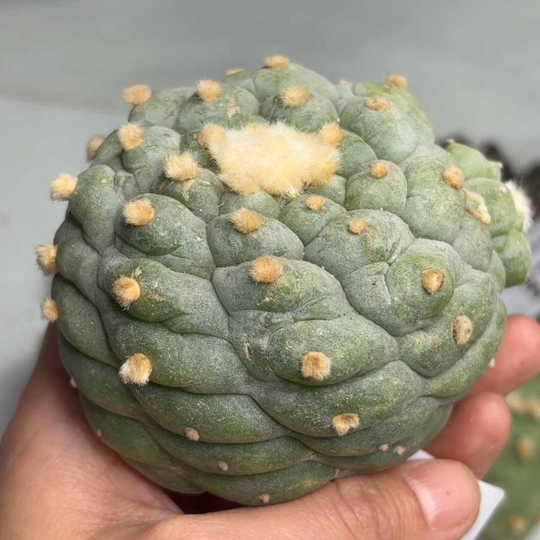 399  可帮发根可发货