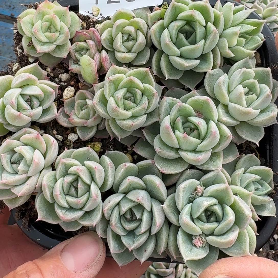 杂交新品珍妮多肉1234