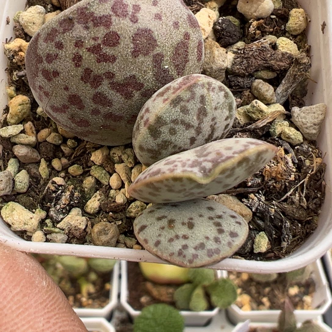 花蛋水泡多肉植物水泡