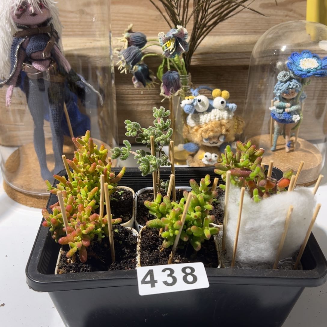 枝干番杏多肉植物438