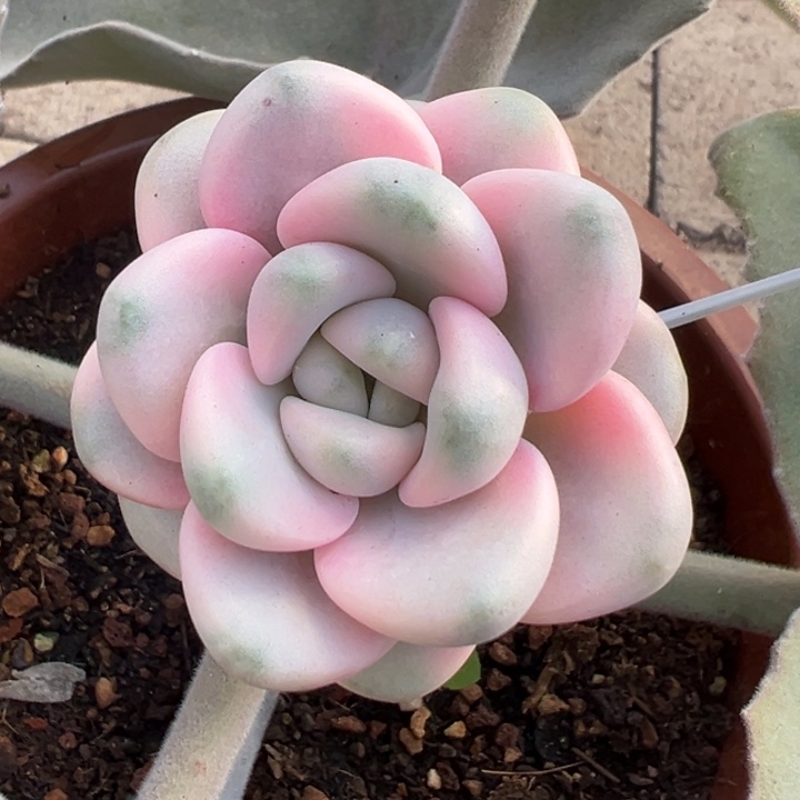 。***。花瓣露锦一物一拍锦龙