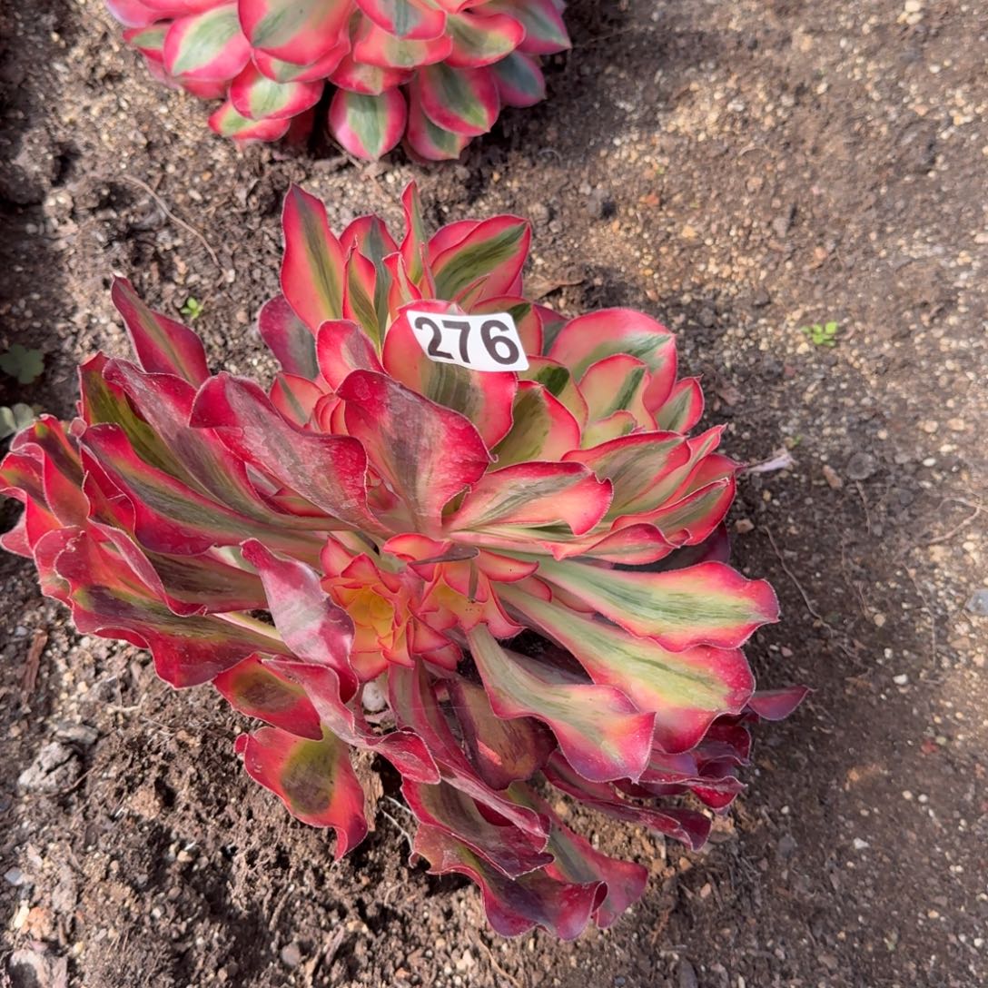 276多肉植物爱丽丝