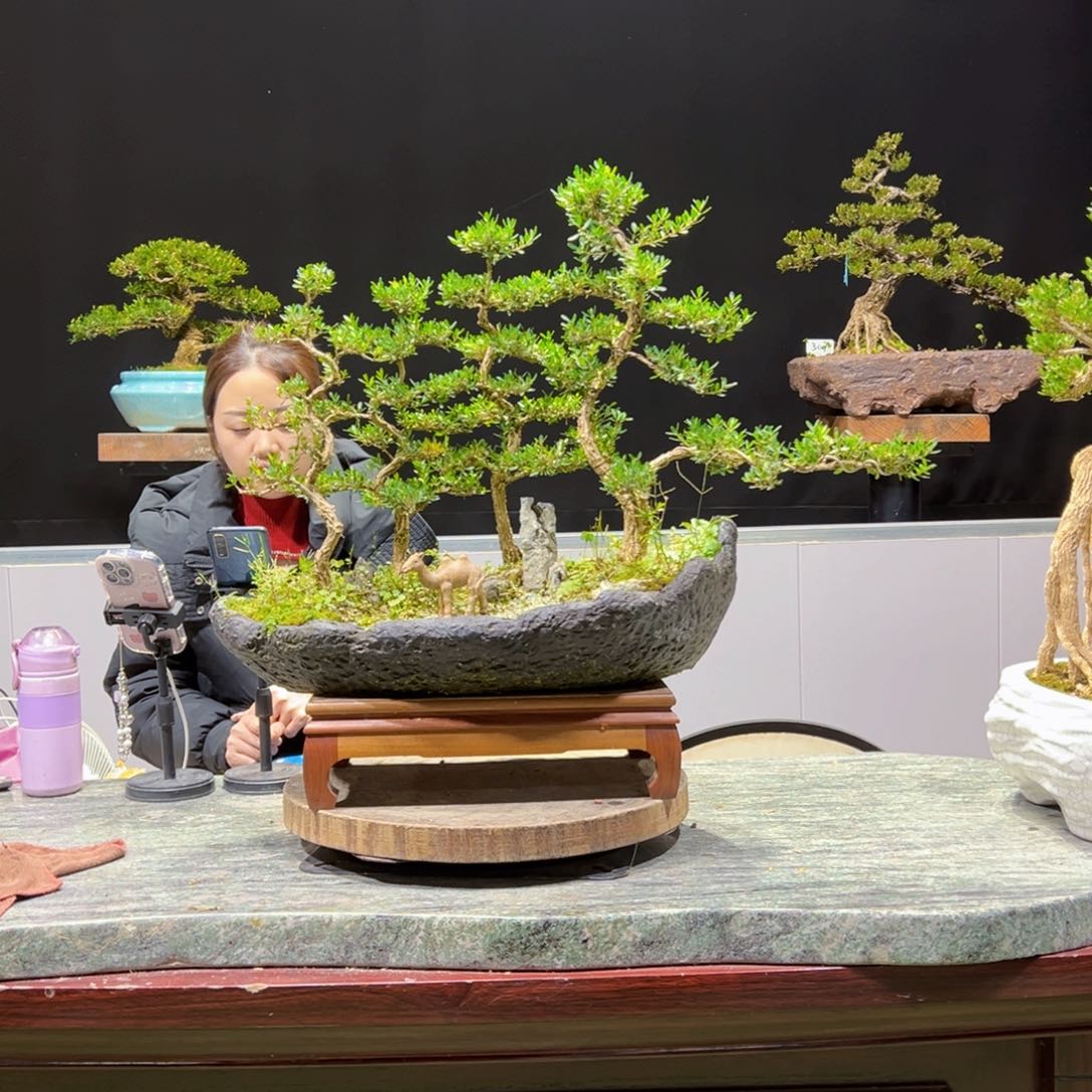 绿植黄杨盆景盆景