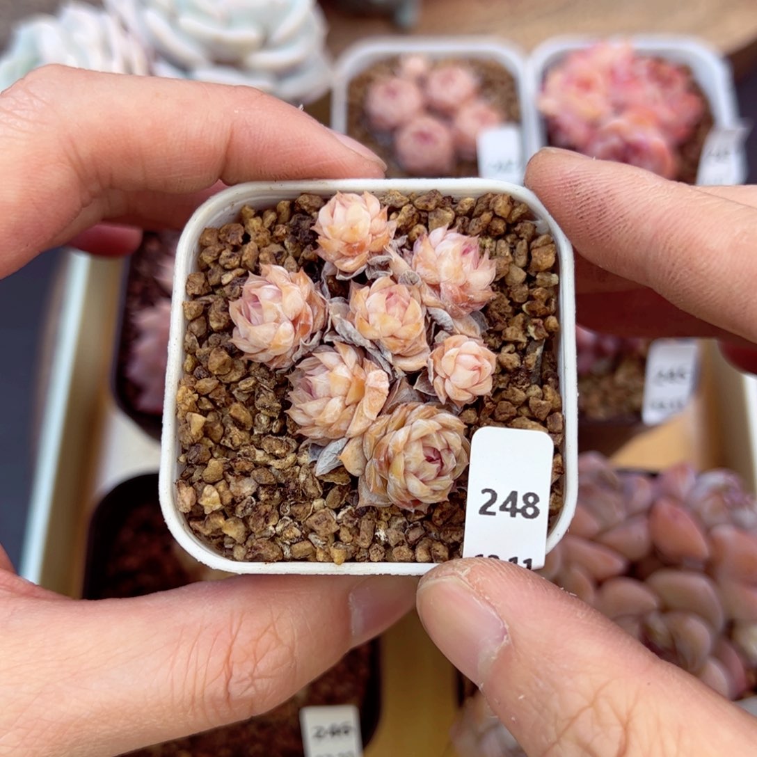 好好看248、哈哈哈哈