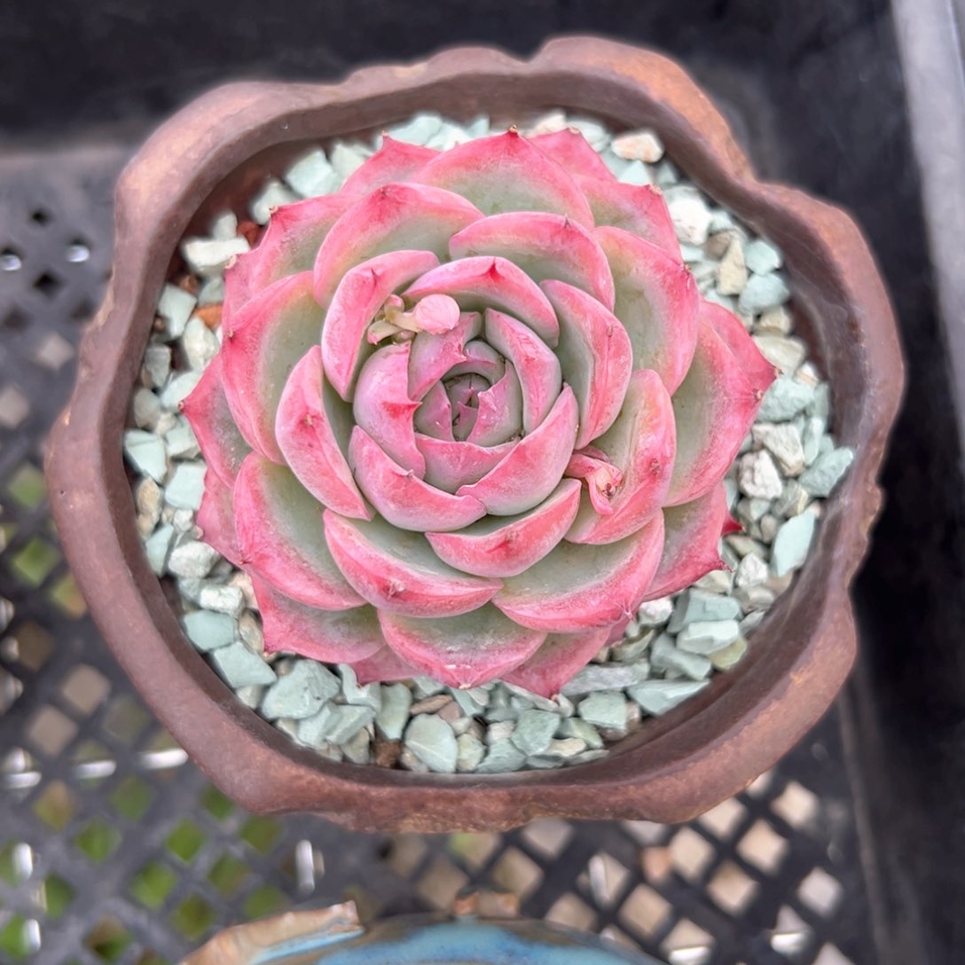 侧影（满38包邮）多肉