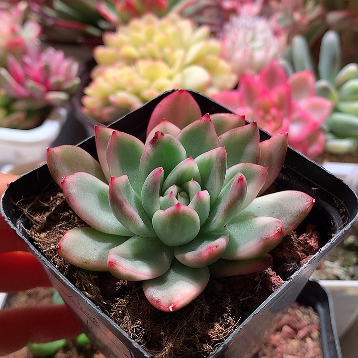 不知名锦腹轮锦锦