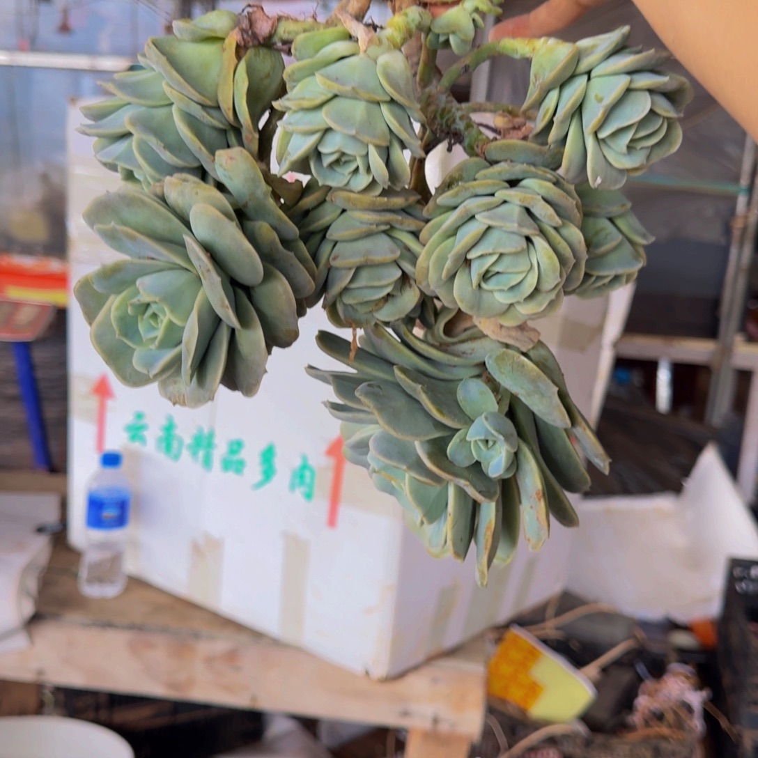 可爱玫瑰 一颗 不包损3号