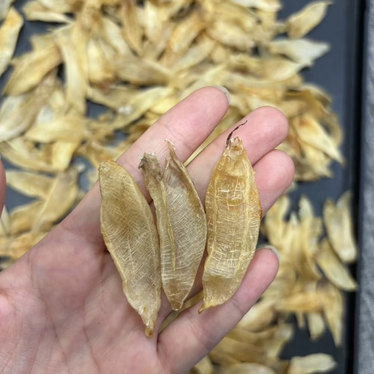 白花胶 印尼白花 纯白花 五大名胶鱼胶花胶 孕产后滋补 胶原