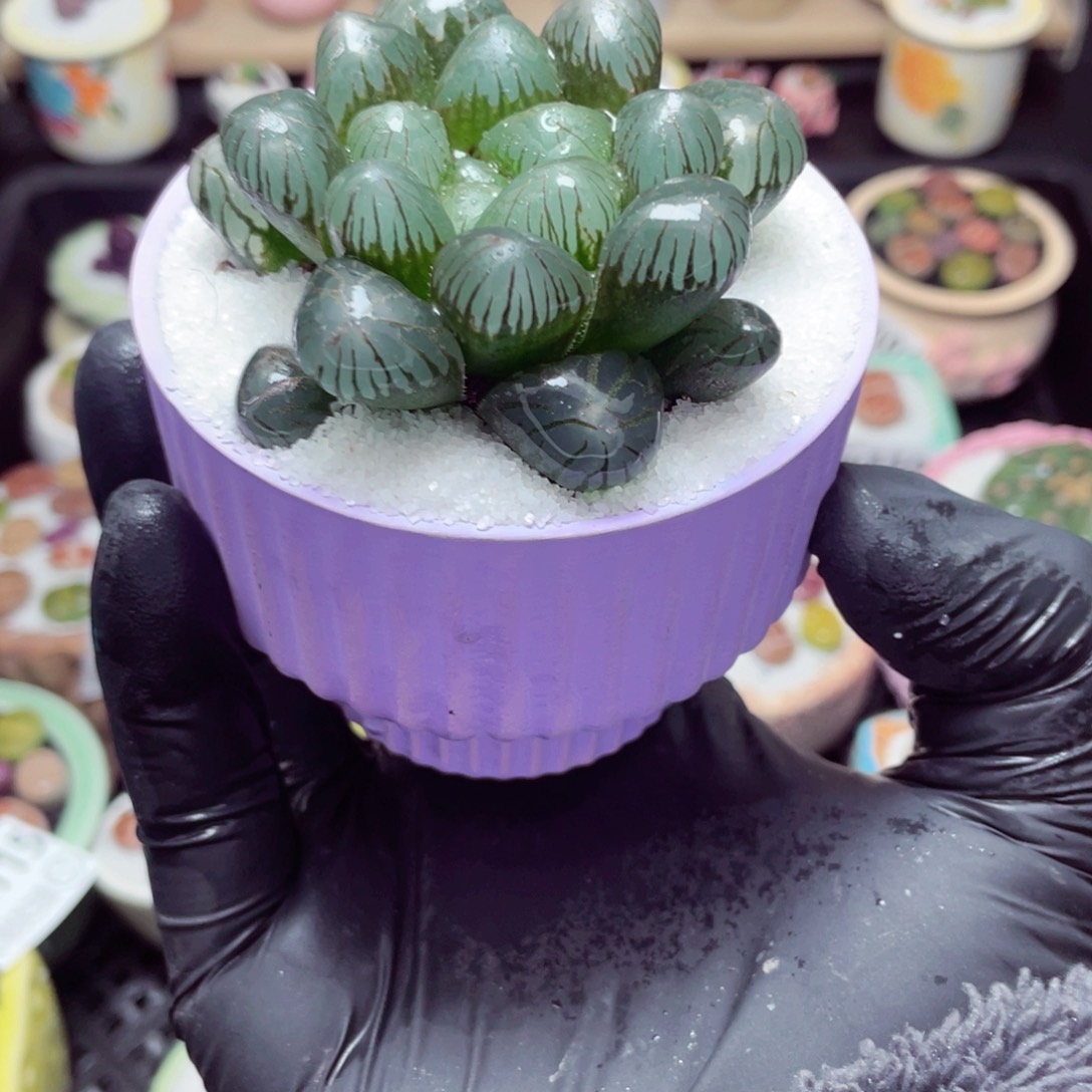 w1120--带盆土发货，零下地区拍保温箱