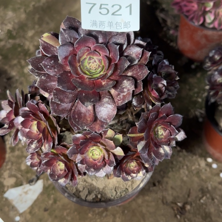 7521黑美人多肉植物
