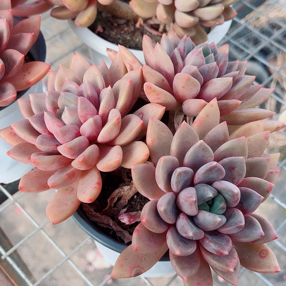 红象牙多头群生精品特价