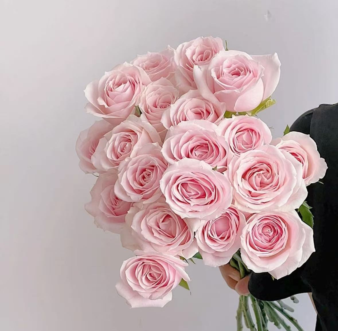 【粉红雪山20枝】淡粉色大花头花瓣层数多能开炸一单包邮