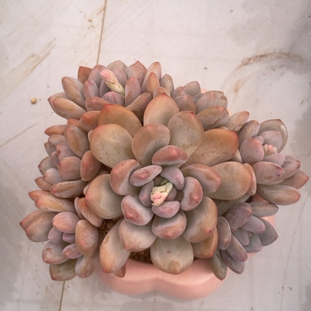 香水多肉多肉多肉多