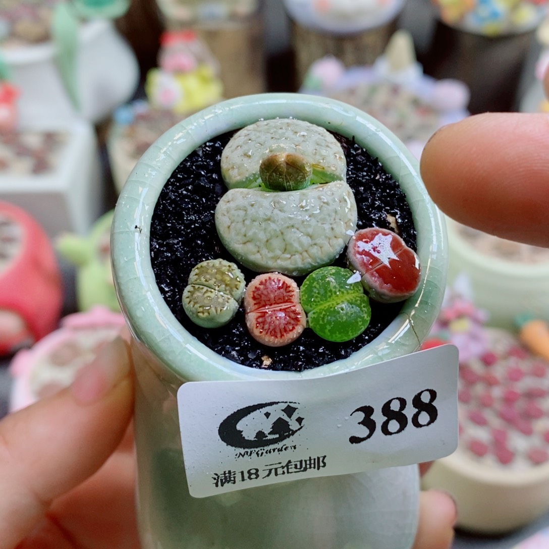 生石花花花哈哈哈哈哈哈388