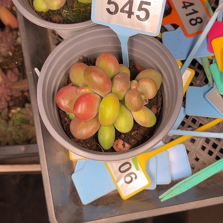 皎***亮多肉植物南非王子545